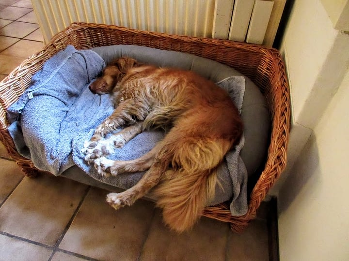 Een orthopedische hondenmand 3 Een hond kan languit liggen op een zacht hondenkussen.
