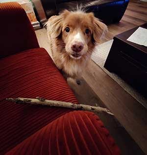 75% Korting op je eerste bestelling met mijn exclusieve kortingscode voor tails.com 2 Mijn hond wil de stok ruilen voor een koekje.