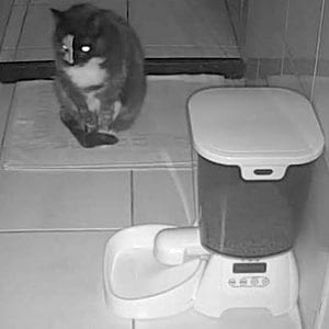 Nierfalen? Natvoer voor een kat met chronisch of acuut nierfalen 2 Poes heeft honger en zit te wachten naast de voerautomaat.