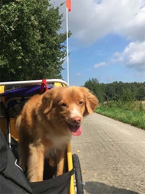 Met een hondenkar fietsen 2 De hond vindt het geweldig in de hondenfietskar van Burley.