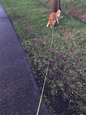 Rollijn, een lange hondenriem die oprolt 2 Een flexibele rollijn van Flexi.